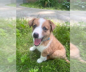 Australian Shepherd-Unknown Mix Dogs for adoption in Genesee, WI, USA