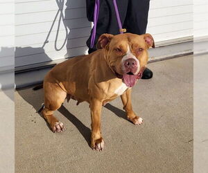 Staffordshire Bull Terrier-Unknown Mix Dogs for adoption in Louisville, KY, USA