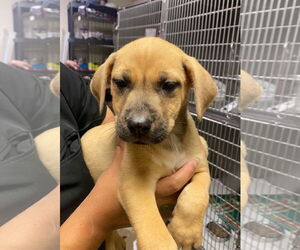 Labrador Retriever-Unknown Mix Dogs for adoption in Amarillo, TX, USA