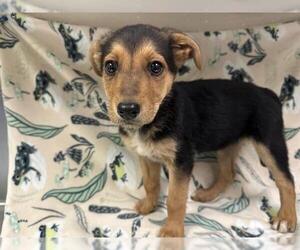 German Shepherd Dog Dogs for adoption in HESPERIA, CA, USA