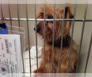 Mutt Dogs for adoption in Las Vegas, NV, USA