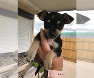 Rat-Cha Dogs for adoption in Marrero, LA, USA