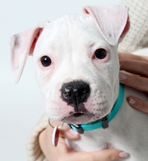 Dogo Argentino Dogs for adoption in West Hollywood, CA, USA