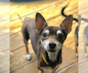 Chiweenie Dogs for adoption in Campbell, CA, USA