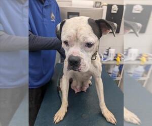 American Pit Bull Terrier Dogs for adoption in Mobile, AL, USA