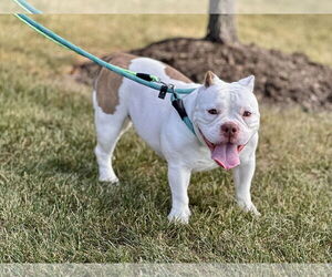 Bulldog-Unknown Mix Dogs for adoption in Crete, IL, USA