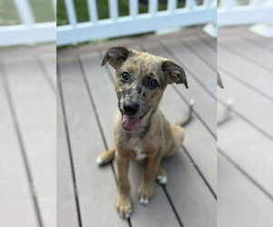 Catahoula Leopard Dog-Unknown Mix Dogs for adoption in pomfret, CT, USA