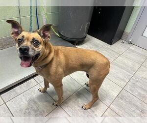 American Pit Bull Terrier-Unknown Mix Dogs for adoption in Grand Prairie, TX, USA