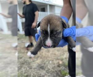 Mutt Dogs for adoption in Houston, TX, USA