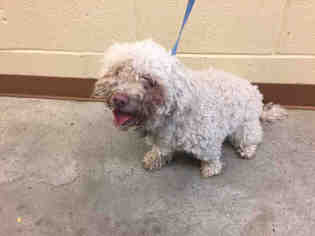 Poodle (Miniature) Dogs for adoption in Texas City, TX, USA