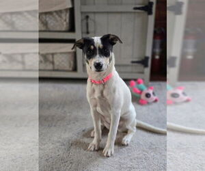 Mutt Dogs for adoption in New London, WI, USA