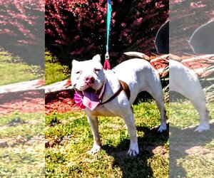 American Pit Bull Terrier-Unknown Mix Dogs for adoption in Livonia, MI, USA