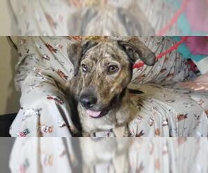 Catahoula Leopard Dog-Unknown Mix Dogs for adoption in Mount Vernon, AR, USA