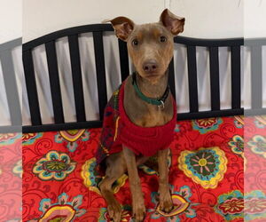 Miniature Pinscher-Unknown Mix Dogs for adoption in Chico, CA, USA
