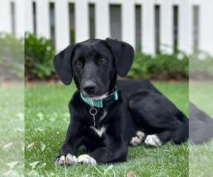 Labrador Retriever-Unknown Mix Dogs for adoption in San Diego, CA, USA