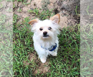 Malchi Dogs for adoption in Longview, TX, USA