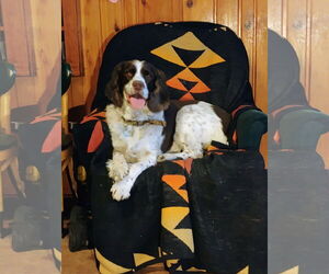 English Springer Spaniel Dogs for adoption in Polson, MT, USA