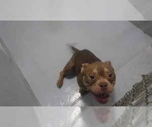 Mutt Dogs for adoption in Augusta, GA, USA
