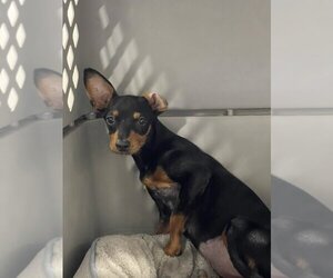 Minnie Jack Dogs for adoption in Bolivar, MO, USA