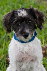 Medium Photo #1 Cairn Terrier-Unknown Mix Puppy For Sale in Miami, FL, USA