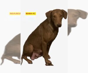 Doberman Pinscher-Unknown Mix Dogs for adoption in Woodland Hills, CA, USA