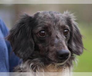 Dachshund Dogs for adoption in Cookeville, TN, USA