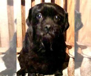 Pug-Shih Tzu Mix Dogs for adoption in Waldron, AR, USA