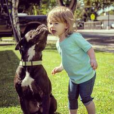 Small American Staffordshire Terrier