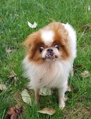 Japanese Chin Dogs for adoption in Pawtucket, RI, USA