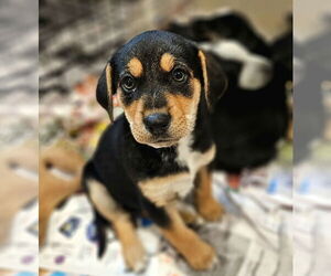 Australian Shepherd-Rottweiler Mix Dogs for adoption in Chicago, IL, USA