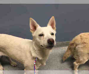 Cardigan Welsh Corgi Dogs for adoption in Orange, CA, USA