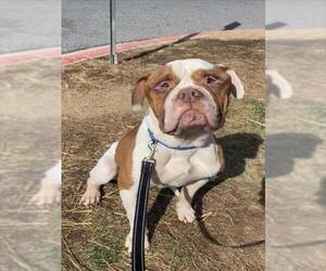 American Bulldog Dogs for adoption in Derwood, MD, USA