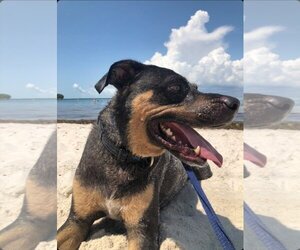 Mutt Dogs for adoption in Key Largo, FL, USA
