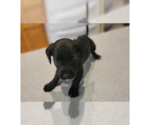 Doxle Dogs for adoption in Aurora, IN, USA