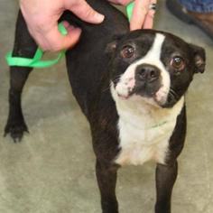Boston Terrier Dogs for adoption in Woodside, NY, USA