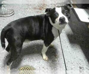 Boston Terrier Dogs for adoption in Atlanta, GA, USA