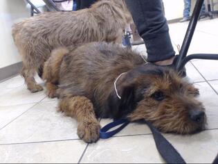 Border Terrier Dogs for adoption in Houston, TX, USA