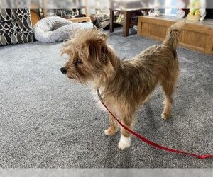 Maltese-Unknown Mix Dogs for adoption in Wichita, KS, USA