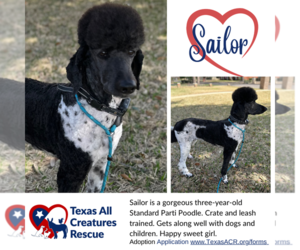 Poodle (Standard) Dogs for adoption in Lillian, TX, USA