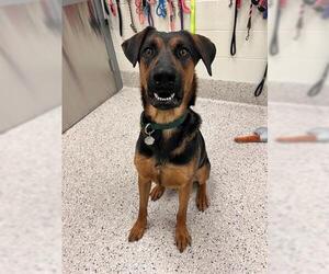 German Shepherd Dog-Unknown Mix Dogs for adoption in Brighton, CO, USA