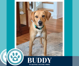 Labrador Retriever-Unknown Mix Dogs for adoption in Kimberton, PA, USA