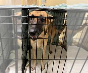 German Shepherd Dog Dogs for adoption in Texas City, TX, USA