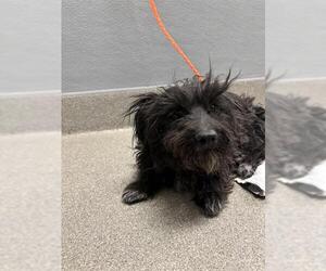 Shih Tzu-Unknown Mix Dogs for adoption in Las Vegas, NV, USA