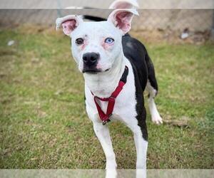 Catahoula Leopard Dog-Unknown Mix Dogs for adoption in Tallahassee, FL, USA