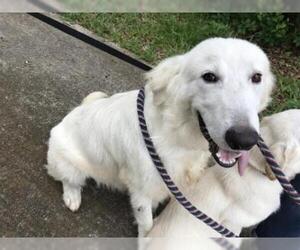 Great Pyrenees Dogs for adoption in Sebec, ME, USA
