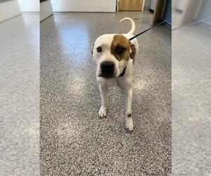 Staffordshire Bull Terrier Dogs for adoption in Palmetto, FL, USA