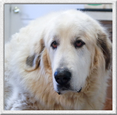 Great Pyrenees Dogs for adoption in Redding, CA, USA