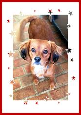 Golden Cavalier Dogs for adoption in Genoa City, WI, USA