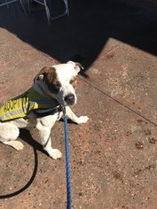 Lab-Pointer Dogs for adoption in Chandler, AZ, USA