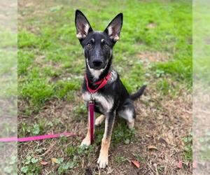 Medium Photo #1 German Shepherd Dog Puppy For Sale in Modesto, CA, USA